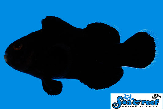 Sea and Reef Midnight Clownfish