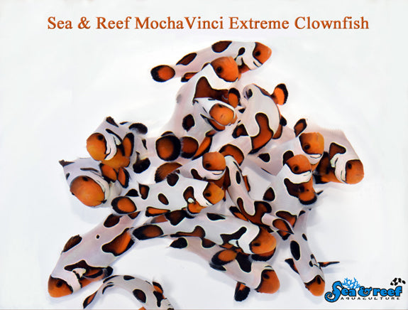 MochaVinci Extreme Clownfish