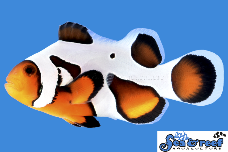 MochaVinci Extreme Clownfish