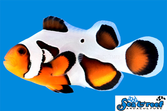 MochaVinci Extreme Clownfish