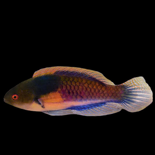 YELLOW FLANKED TERMINAL WRASSE