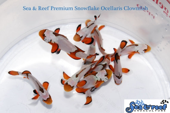 PREMIUM SNOWFLAKE CLOWNFISH