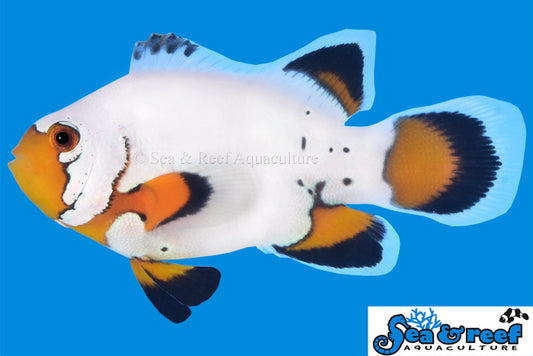LONGFIN FLURRY CLOWNFISH