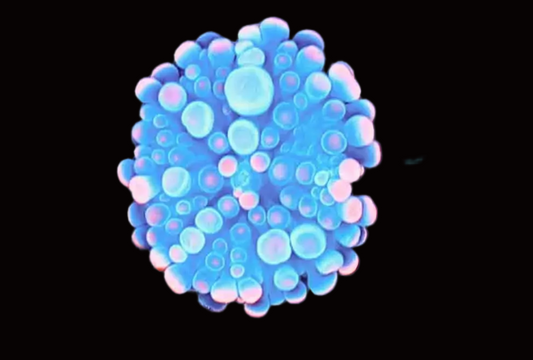 SAKURA BOUNCE YUMA MUSHROOM