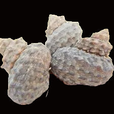 Mexican Turbo Snails