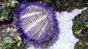 Hairy Pincushion Urchin