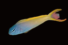 Forktail Blenny