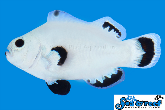 SNOW STORM CLOWNFISH