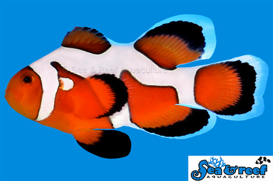 Longfin Davici Extreme