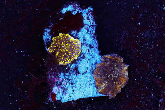 GOLD DISCOSOMA MUSHROOM TWO POLYP