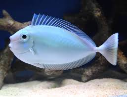 Spotted Unicorn Tang