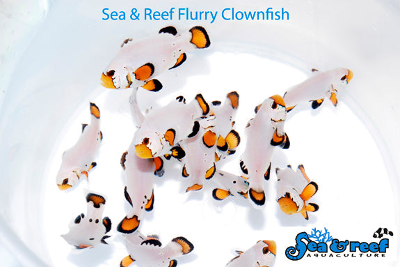 Flurry clownfish
