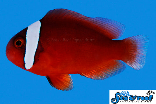 TOMATO CLOWNFISH
