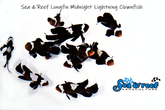 LONGFIN MIDNIGHT LIGHTNING CLOWNFISH