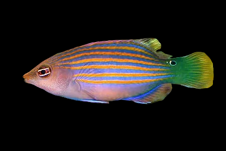 SIXLINE WRASSE