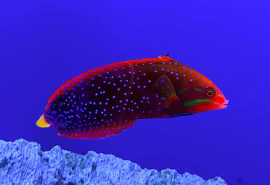 Red Coris Wrasse Adult