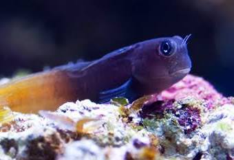 Bicolor Blenny