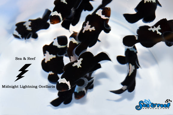 MIDNIGHT LIGHTNING CLOWNFISH