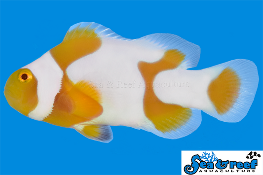 TANGERINE PICASSO GRADE B