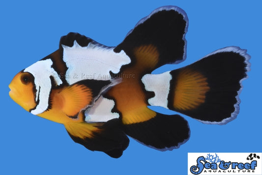 LONGFIN BLACK ICE CLOWNFISH
