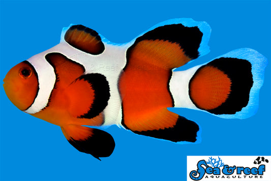 Longfin DaVinci Grade A