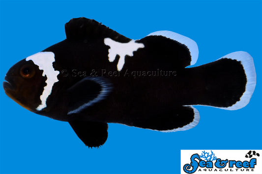 MIDNIGHT LIGHTNING CLOWNFISH