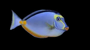 NASO TANG LARGE