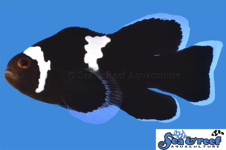 LONGFIN MIDNIGHT LIGHTNING CLOWNFISH