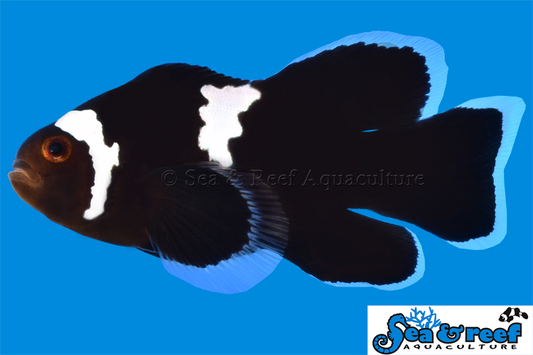 LONGFIN MIDNIGHT LIGHTNING CLOWNFISH