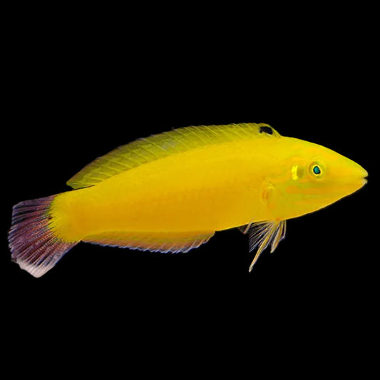 YELLOW CORIS WRASSE