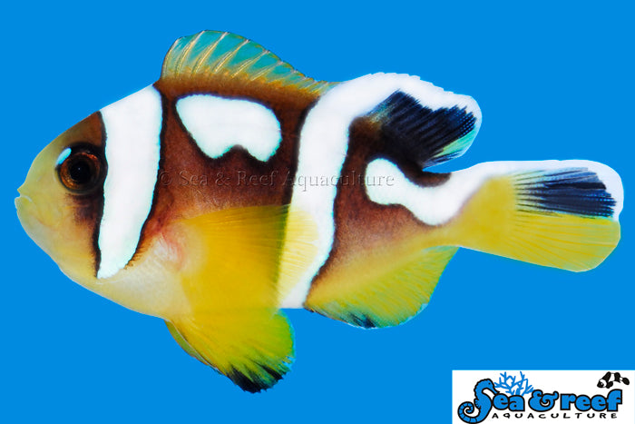Spotcintus ClownFish