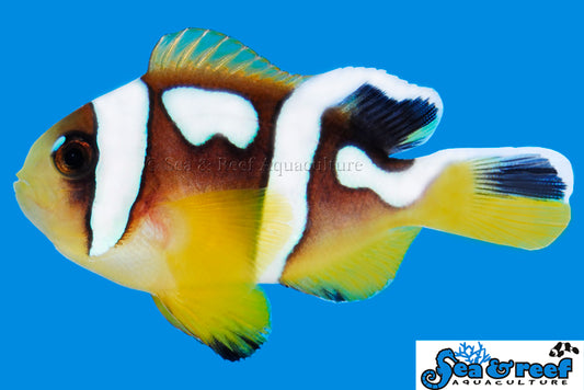 Spotcintus ClownFish