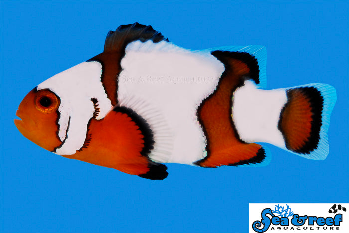 SNOWFLAKE OCELLARIS CLOWNFISH