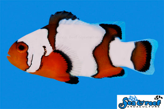 SNOWFLAKE OCELLARIS CLOWNFISH