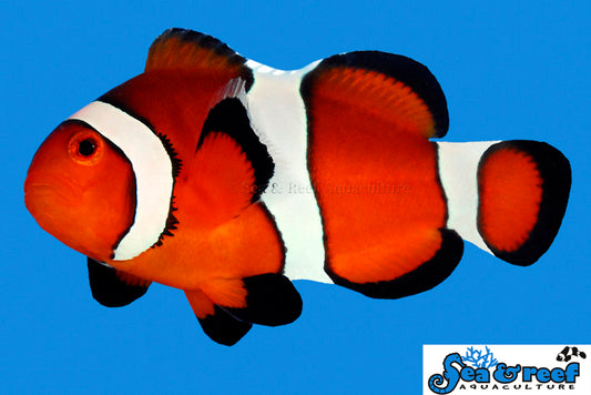 REGULAR OCELLARIS CLOWNFISH