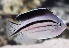 Lamarack Angelfish