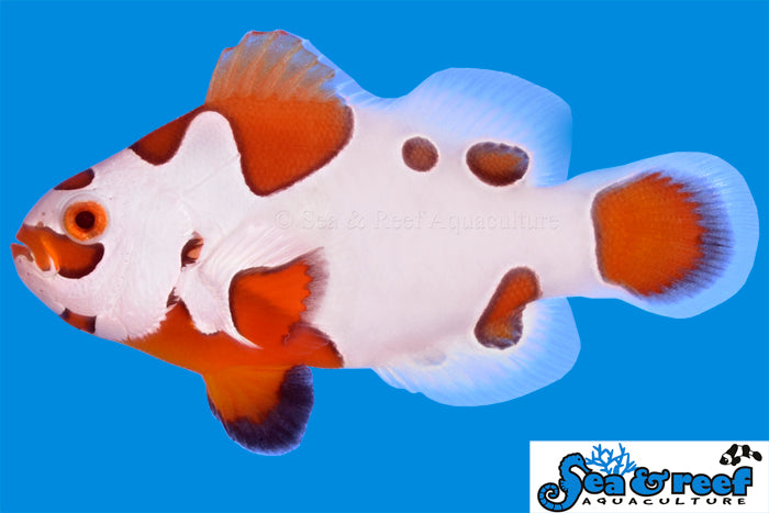 TANGERINE ORANGE STORM CLOWNFISH