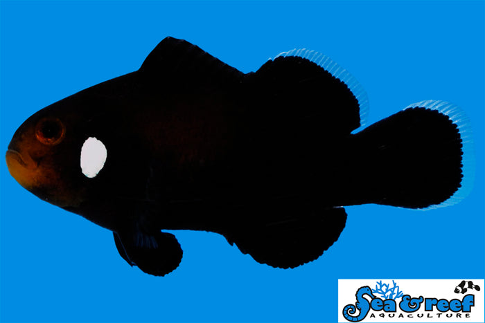 DOMINO CLOWNFISH