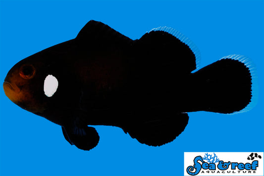 DOMINO CLOWNFISH