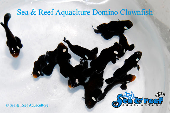 DOMINO CLOWNFISH