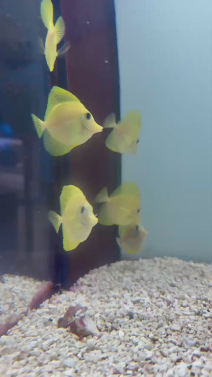 Yellow tangs