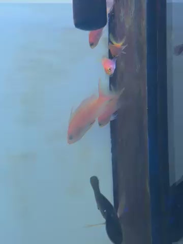 randall’s anthias female