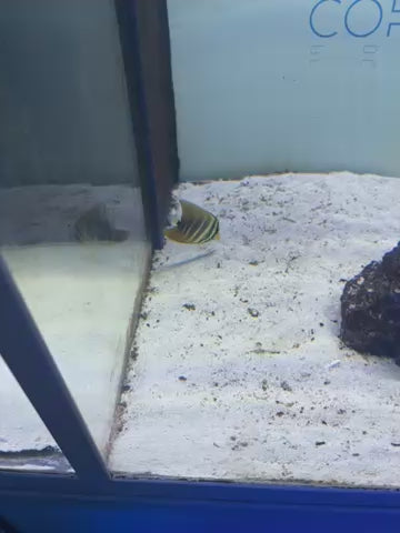 Sailfin tang #1