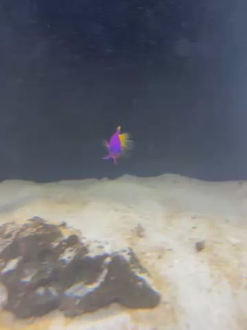 Royal Gramma Basslet