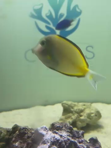 Powder Brown Tang