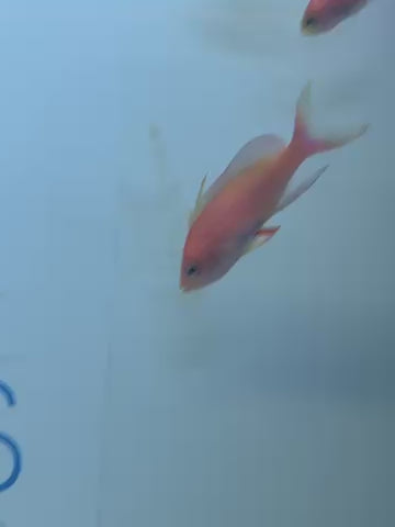 Randall’s anthias male