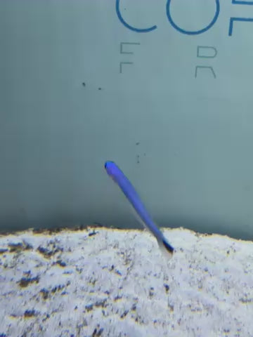 Blue Gudgeon goby