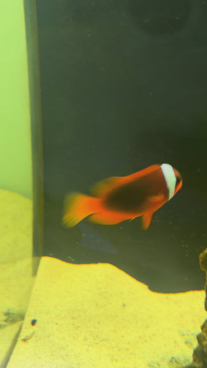 Tomato Clownfish